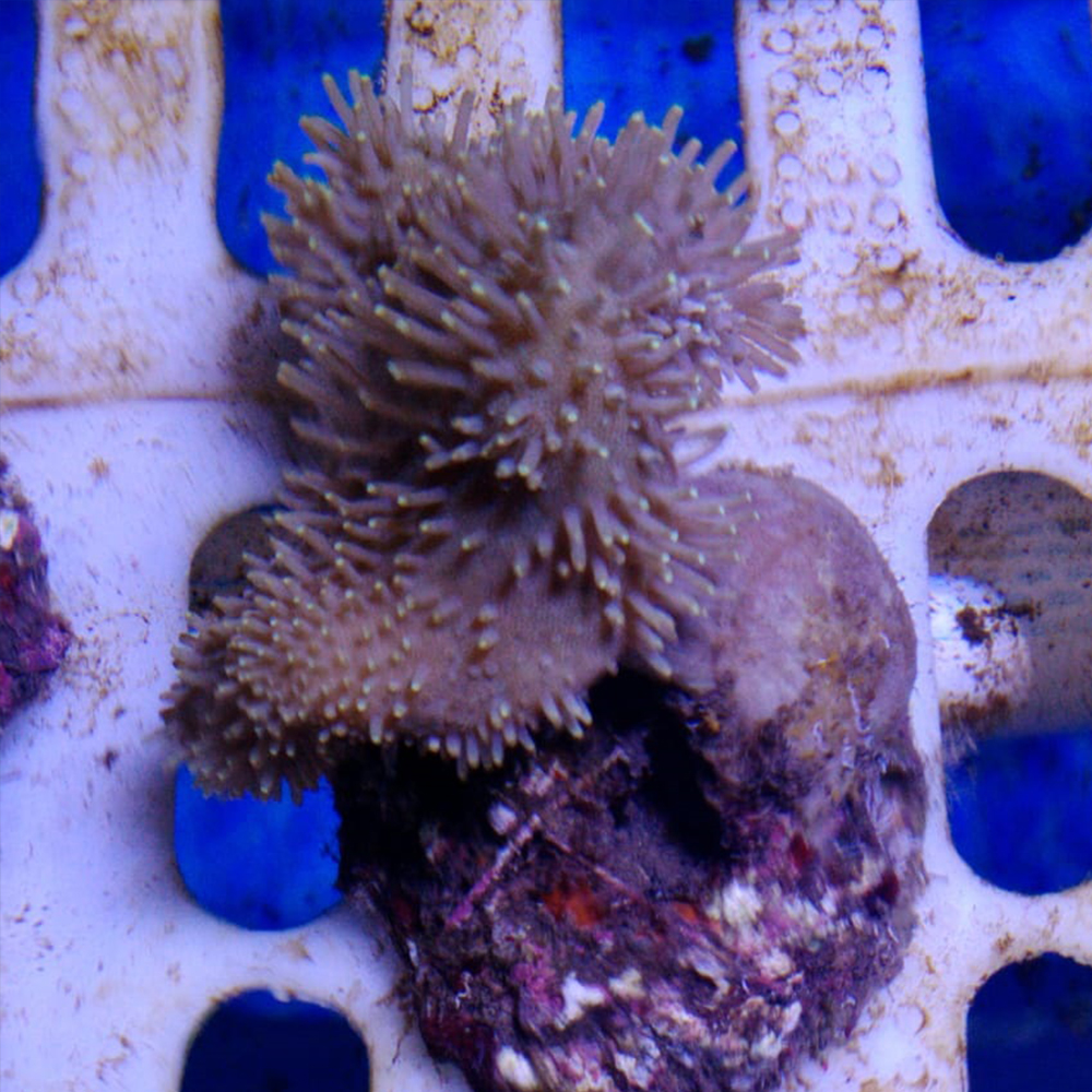 Ornamental Soft Coral Reefs - Coral Fish AKS