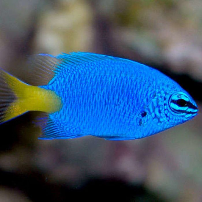 Chrysiptera Parasema